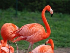 Flamingo Wallpaper HD