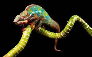 Free Chameleon Wallpaper HD 1920x1200