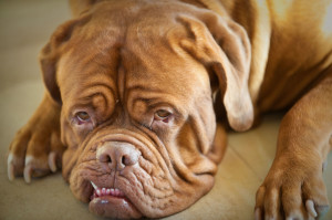 French Mastiff Dog Wallpaper HD