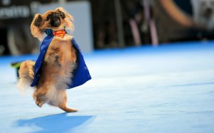 Funny Chihuahua Dancing Wallpaper