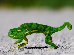 Funny Green Chameleon Wallpaper HD