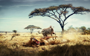 Funny Wildlife wallpaper Background