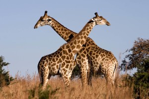 Giraffe Images Wallpaper HD