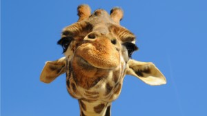 Giraffe Wallpapers HD