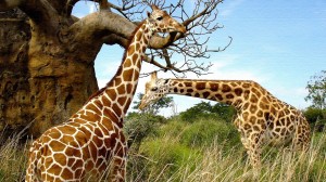 Giraffes HD Wallpaper background