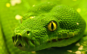 High Resolution Green Boa Wallpaper