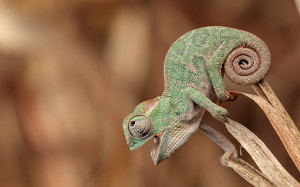 Images Chameleon Wallpaper HD
