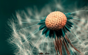 Macro Photography Dandelion wallpaper HD