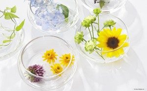 Nature Floral Backgrounds HD Wallpaper