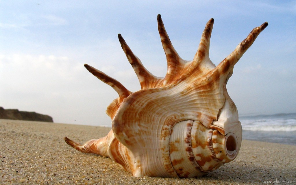 Nature Seashell Wallpaper HD