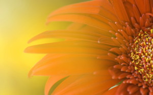 Sunflowers Background wallpaper HD