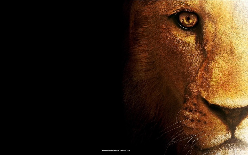 Tiger Face Wallpaper HD