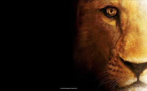 Tiger Face Wallpaper HD
