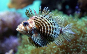 Baby Lion Fish Wallpaper HD