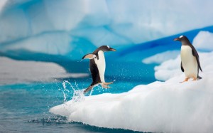 Best Quality Penguins Wallpaper
