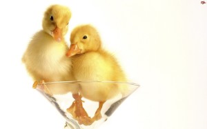 Cute Animal Duck Wallpaper