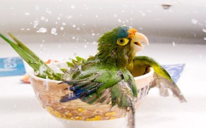Cute Animals Parrot Wallpaper