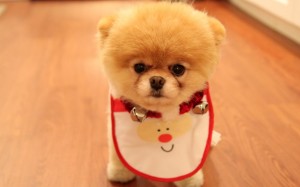 Cute Animals Puppy Wallpaper