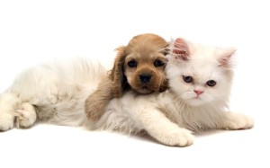 Cute Animals Wallpaper