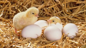 Cute Chicks Hatched HD Wallpaper