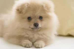 Cute Pomsky Puppies Wallpaper