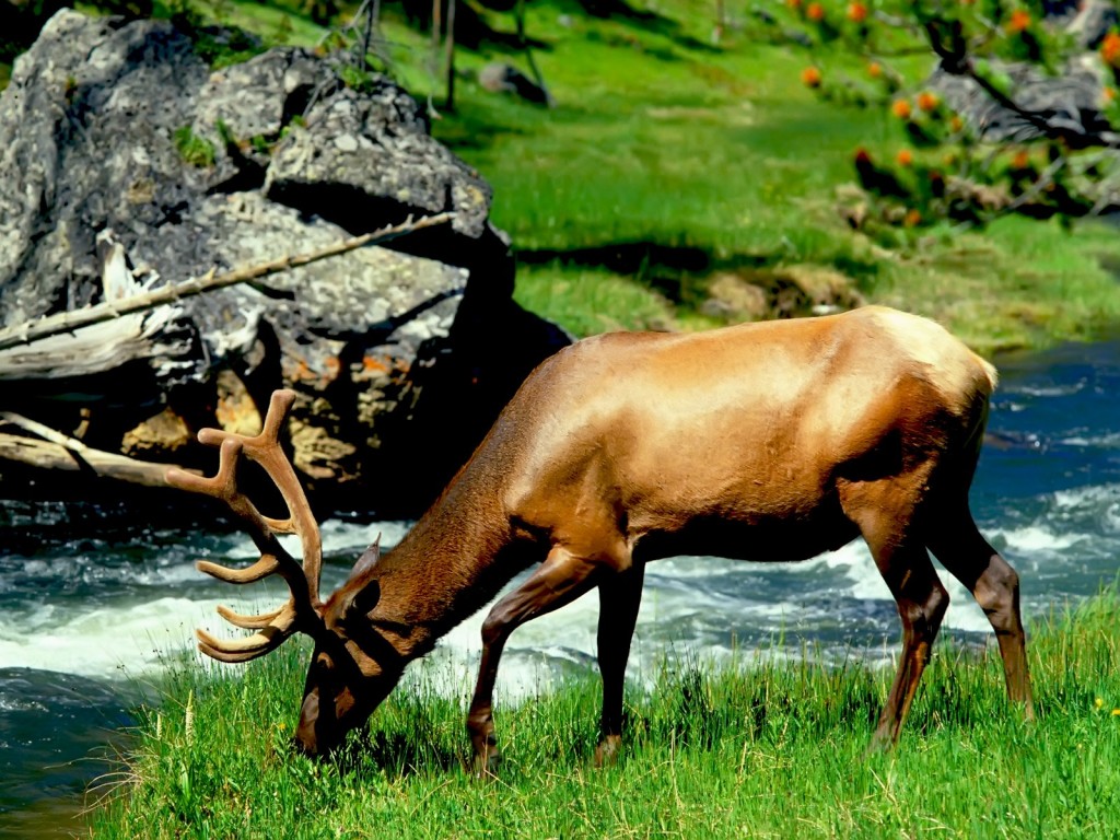 Deer Animal wallpaper HD