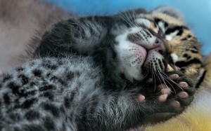 Funny Baby Ocelot Wallpaper