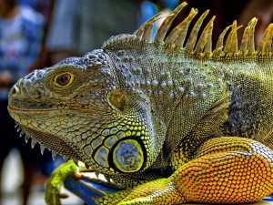 Iguana Wallpaper Photo
