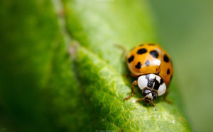 Ladybug HD Wallpaper