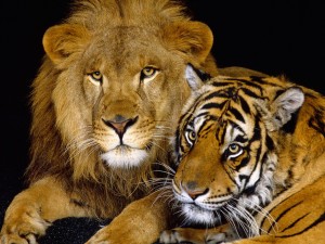 Lion and Tiger Wallpaper