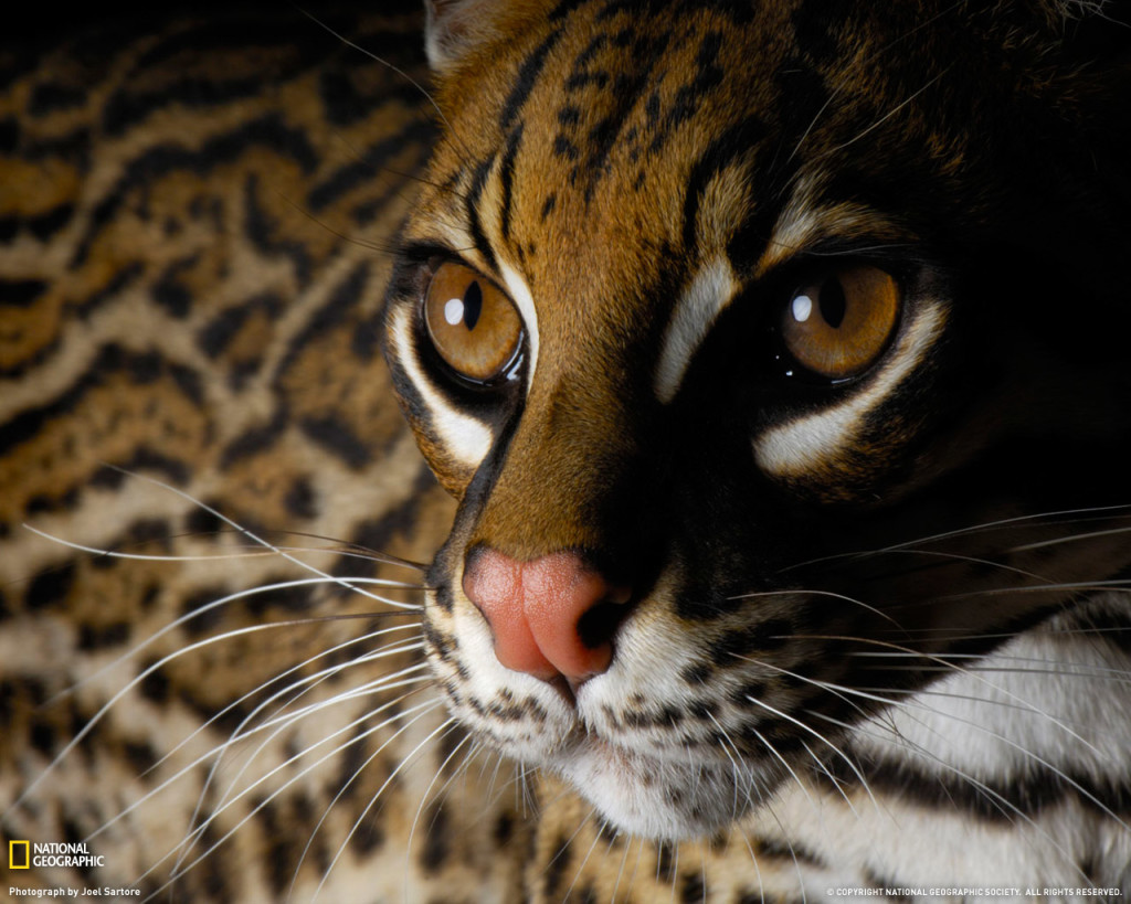 Ocelot Wallpaper HD