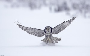 Owl Hunting wallpaper HD