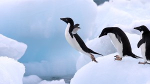 Penguins Wallpaper Background