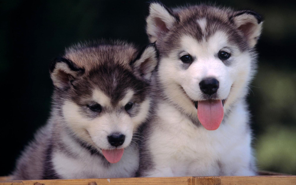 Pomsky Puppies Wallpaper HD