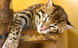 Sleeping Ocelot Wallpaper Picture