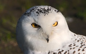 Snowy Owl HD Wallpaper