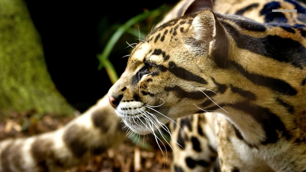 Wild Ocelot Wallpaper HD