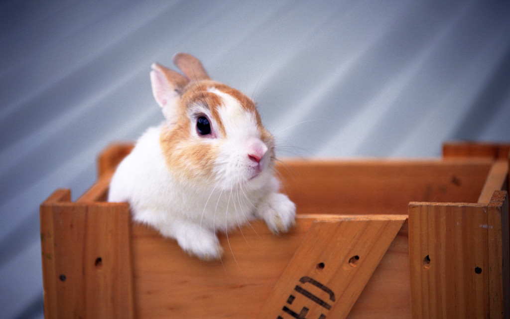 Rabbit Bunnies Wallpaper
