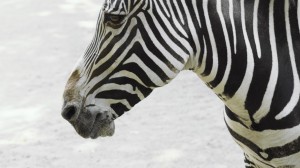 Backgrounds Zebra Wallpaper HD