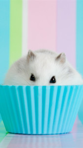 Funny hamster Phone Wallpaper