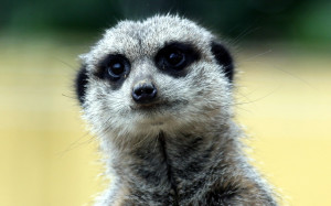 Meerkat Animal Wallpaper HD