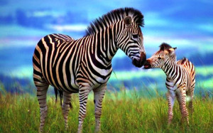 Zebra Wallpaper
