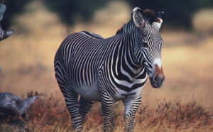 Zebra Wallpaper Android