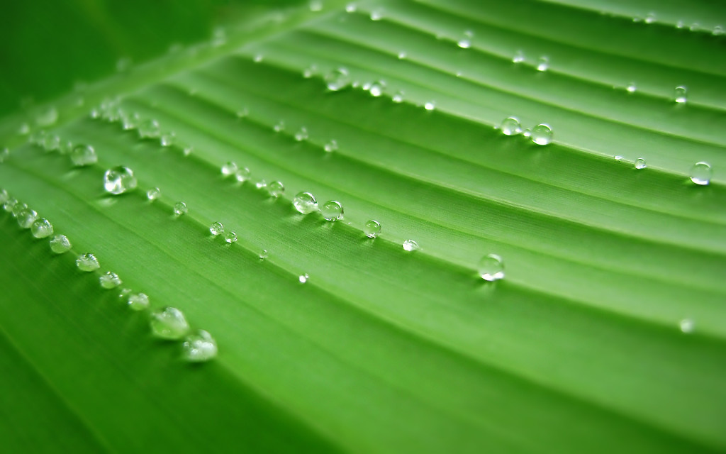 Banana Leaf HD Wallpaper