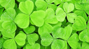 Clover Leaf Wallpaper Background
