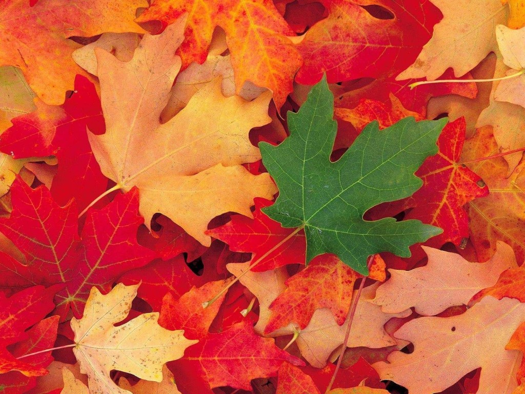 Green And Red Leaf Wallpaper HD