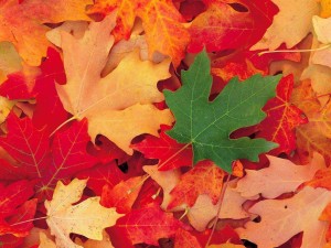 Green And Red Leaf Wallpaper HD