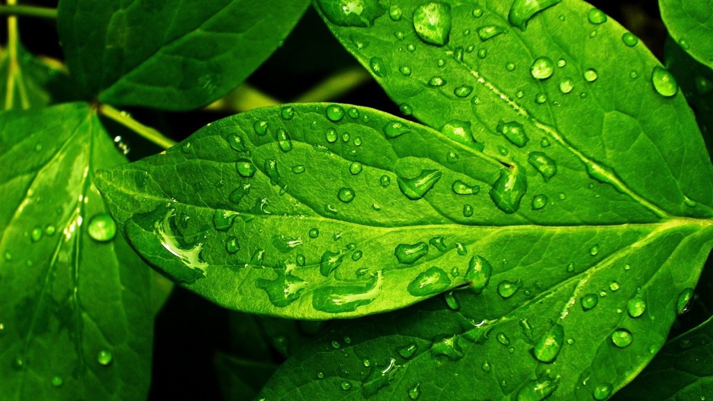 Green Leaf Wallpaper