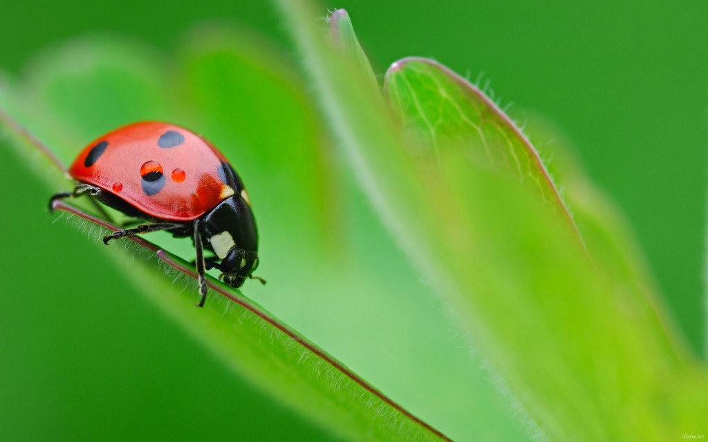 LadyBugs on Leaf Wallpaper HD
