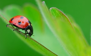 LadyBugs on Leaf Wallpaper HD